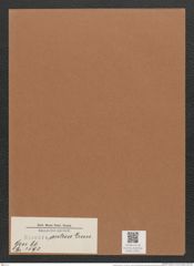 Synedra arctica Grun. (de-Toni-Nr.: Genus 66, Species 2593) Zeichnungen Sammlung Grunow Mappe 02811 (Herbarium_W_Grunow_drawings_Folder_02811)